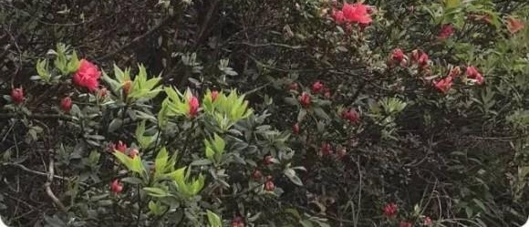 ����ũ�ա�����һ����ʵ�Ĺ���