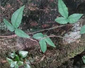 ũ�����˿��еġ����«������ô���������ܳ���