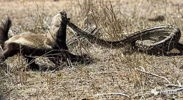 ������������д����, ֱ�ӱ����ҧ���ߴ���ɱ