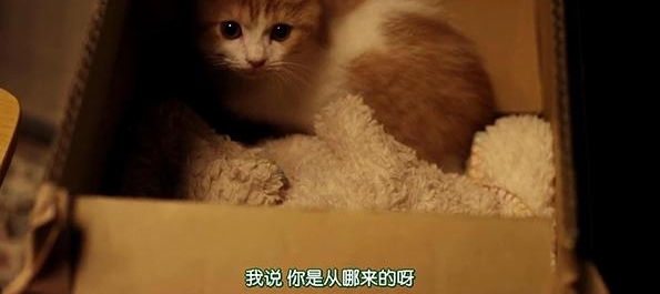 �����İ��Ů��ͬһ����������ʲô��������