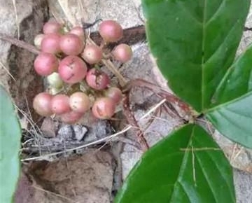 ũ�����˿��еġ����«������ô���������ܳ���