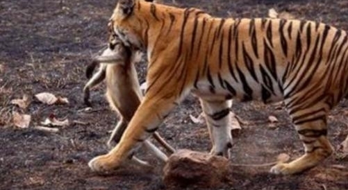 ���ӵ�����ϻ���أ�����ս�ϻ�Ȩ�����³��������벻����