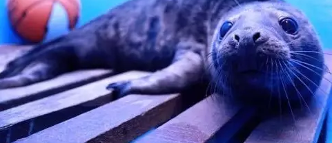�����ѳ����������İ�̥ �����Ŷ������ܣ�