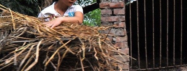 ֱ��ũ��ϱ����һ�죺�ɷ������⣬����һ������7�������衱