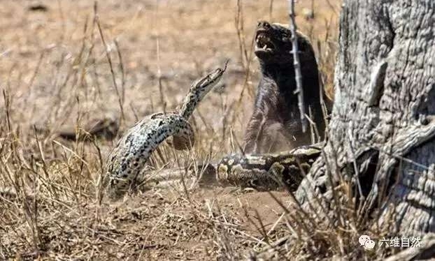 ������������д����, ֱ�ӱ����ҧ���ߴ���ɱ