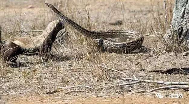 ������������д����, ֱ�ӱ����ҧ���ߴ���ɱ