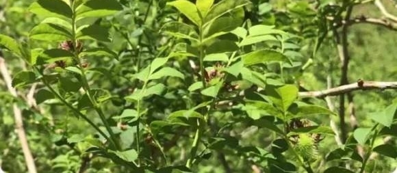 ����ũ�ա�����һ����ʵ�Ĺ���