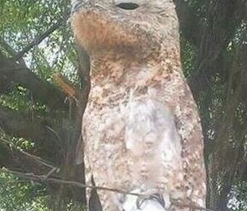 ũ��С�����Ⲷ��һֻ��ֵĴ��񣬾�ת������500��