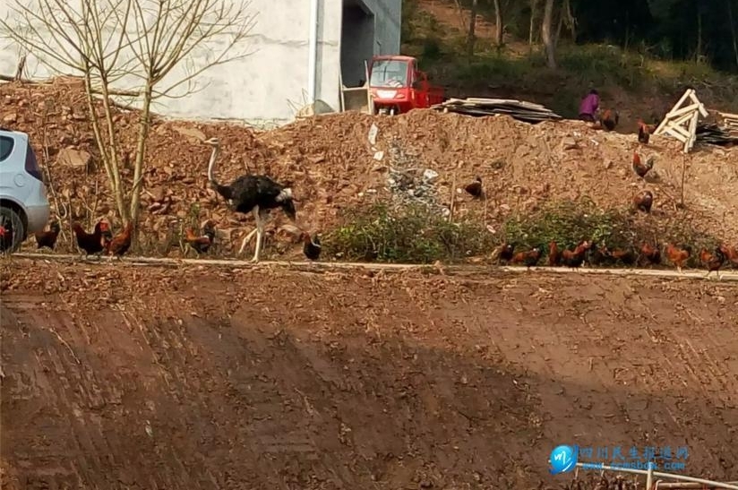 һ����ũ���ޡ�׷���Ҹ�ũׯ���Ρ����߽��������ɷñ���