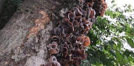 ũ��ɽ�ϵĸ�����ζҰζ����֪���ļ��֣����һ��һ���������