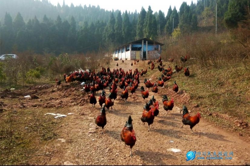 һ����ũ���ޡ�׷���Ҹ�ũׯ���Ρ����߽��������ɷñ���