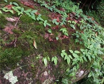 ũ�����˿��еġ����«������ô���������ܳ���