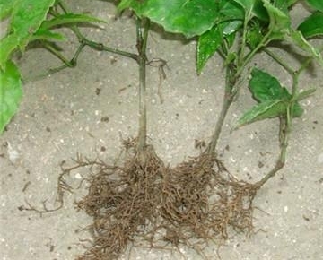 ũ�����˿��еġ����«������ô���������ܳ���