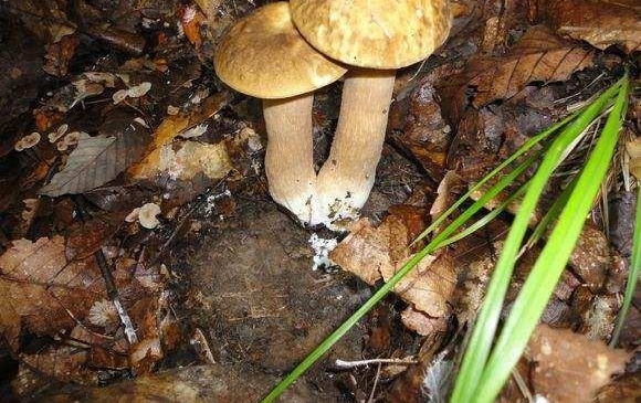 ũ��ɽ�ϵĸ�����ζҰζ����֪���ļ��֣����һ��һ���������