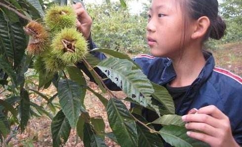 ũ��ɽ�ϵĸ�����ζҰζ����֪���ļ��֣����һ��һ���������