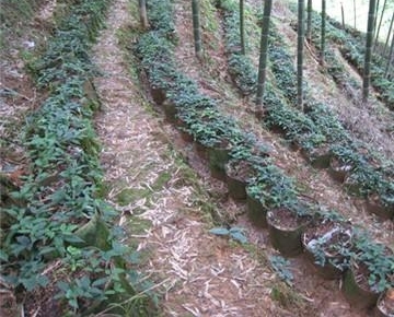 ũ�����˿��еġ����«������ô���������ܳ���