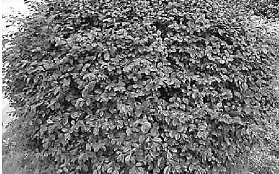 ��������Щ��ɫ���������ɰ󡱺��޺���