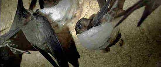 ũ��ɽ�ϵĸ�����ζҰζ����֪���ļ��֣����һ��һ���������