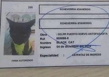 һֻ�й�����è���ڹ����ϼ๤����֤�ϸڣ����й�������