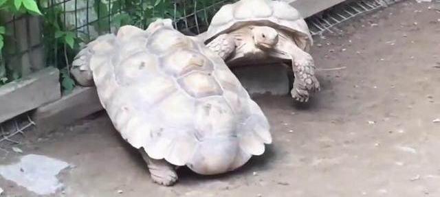 ڹʯͷϣͬ·ŵһĻ̲סЦ