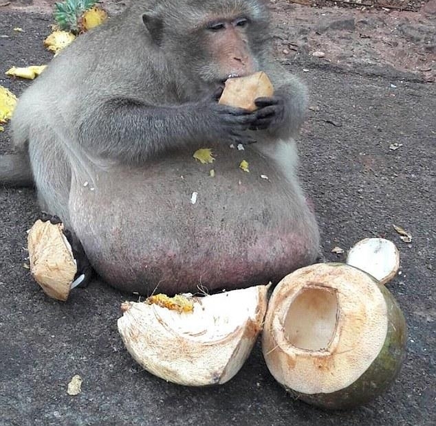 ���ο�Ͷι��ʳ ⨺��Ǳ���绳��