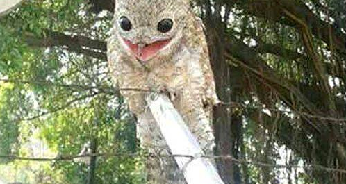 ũ��С�����Ⲷ��һֻ��ֵĴ��񣬾�ת������500��