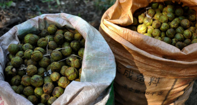 ũ��ɽ�ϵĸ�����ζҰζ����֪���ļ��֣����һ��һ���������