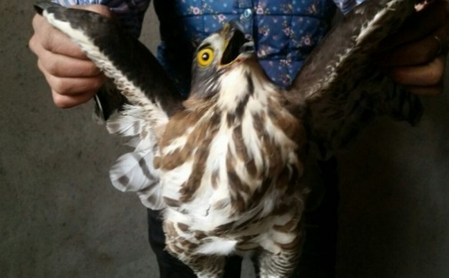 ����Ҽ��޹�ʧ�٣�ץ��Ԫ�׾����ˣ�ȴ����˽�Դ���