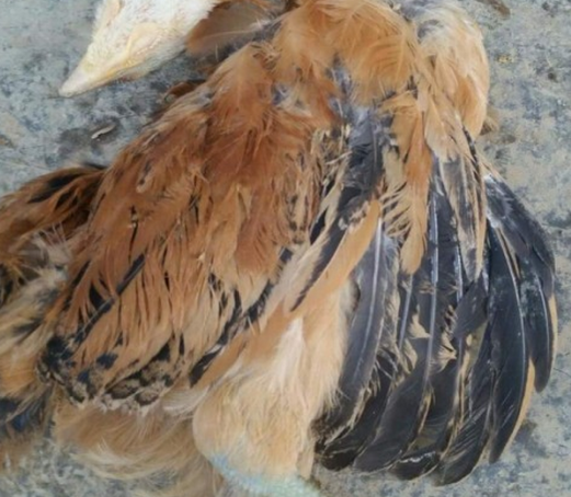 ����Ҽ��޹�ʧ�٣�ץ��Ԫ�׾����ˣ�ȴ����˽�Դ���