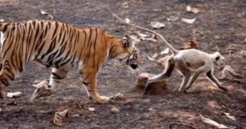 ���ӵ�����ϻ���أ�����ս�ϻ�Ȩ�����³��������벻����