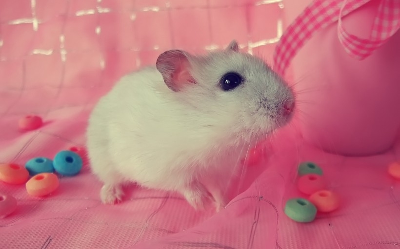 ͼƬȫ С