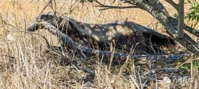 ������������д����, ֱ�ӱ����ҧ���ߴ���ɱ