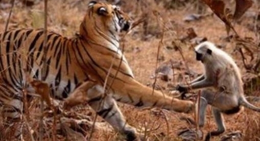 ���ӵ�����ϻ���أ�����ս�ϻ�Ȩ�����³��������벻����