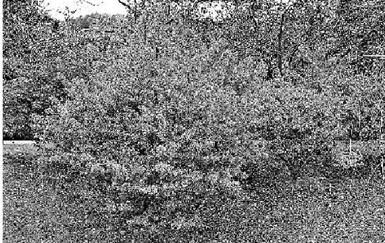 ��������Щ��ɫ���������ɰ󡱺��޺���