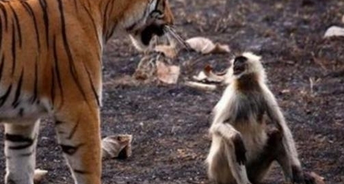 ���ӵ�����ϻ���أ�����ս�ϻ�Ȩ�����³��������벻����