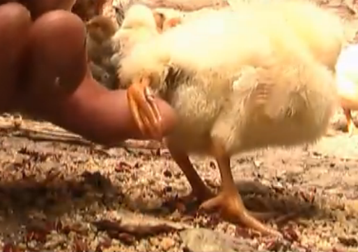 �������Ƴ�һֻ�����ȵ�С���������˶��������