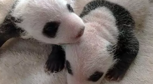 ��籦���㶵ͻȻ��ը���С����֫��������