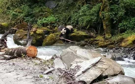 �Ĵ���������Ұ����è �ӱߺ�ˮ��������ת������