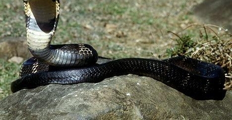 ���������Ǻ������ߣ����Ķ���ҩ�ɽ�