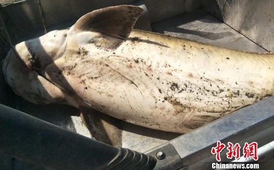 ��������Զ���񲶻�һ��450���غ���������