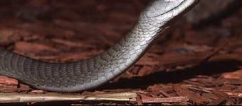 ���������Ǻ������ߣ����Ķ���ҩ�ɽ�