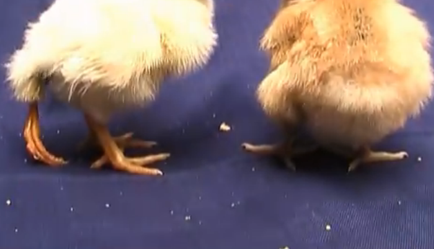 �������Ƴ�һֻ�����ȵ�С���������˶��������