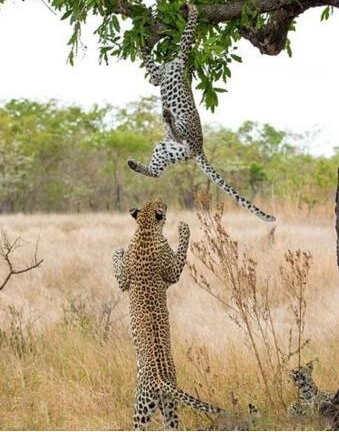 С���Ӿʹ����ϵ��¾���һ�̣�������һԾ����סС��!