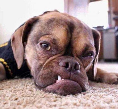 ⳤ౬ ˬֻ밲سԺ˯