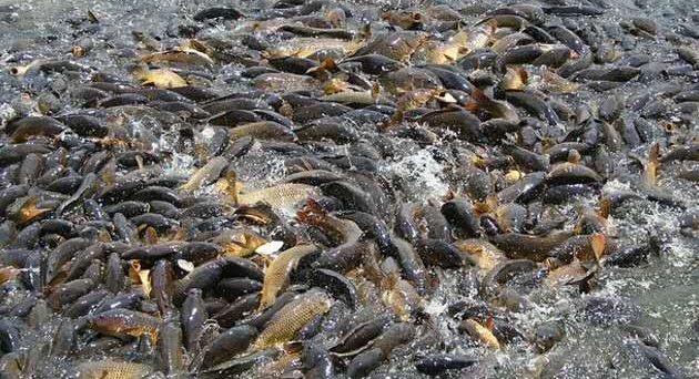 ��ɫ�������ִ������ֺ��������ɳ���н��в�ɱ