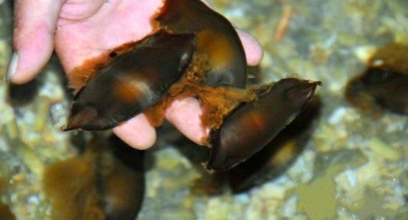 �����ں��߼񵽡���������ؼң�һ��ʱ���ȴ�����ǳ��ĺ���