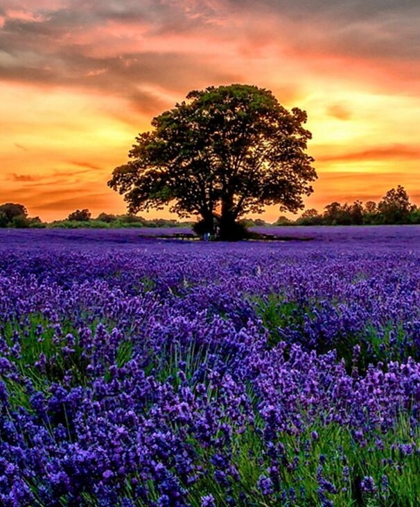 �Ϻ�޹�²ݽ����ˣ������������㣬һ���߹���Զ������