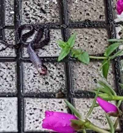 Ů��С������һ���ߣ�Բ�����Ķ��ӣ��ô�����۷׷ף�