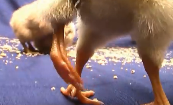 �������Ƴ�һֻ�����ȵ�С���������˶��������