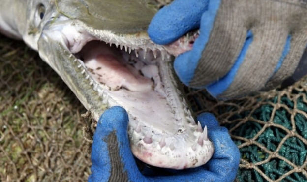 ��ɫ�������ִ������ֺ��������ɳ���н��в�ɱ